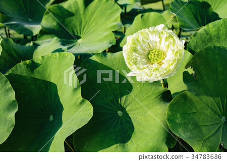 White lotus flower with green leaves 34783686