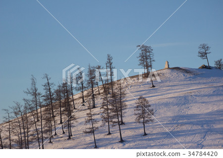Group pines on top of mountain in Khovsgol. 34784420