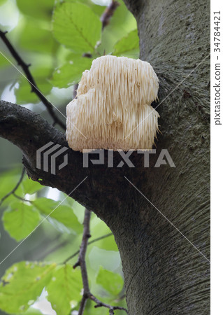 Rare Lion's Mane Mushroom 34784421