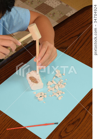 六年級小學科學化石化石挖掘經驗 34784924