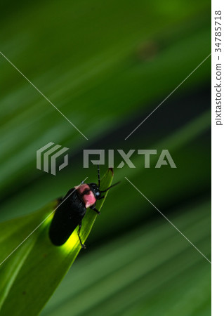 源氏螢火蟲 34785718