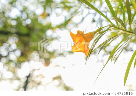 Yellow flower 34785916