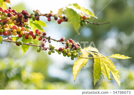 咖啡樹/咖啡樹_3 34786073