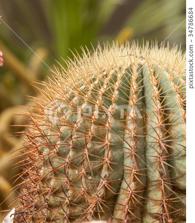 cactus 34786684