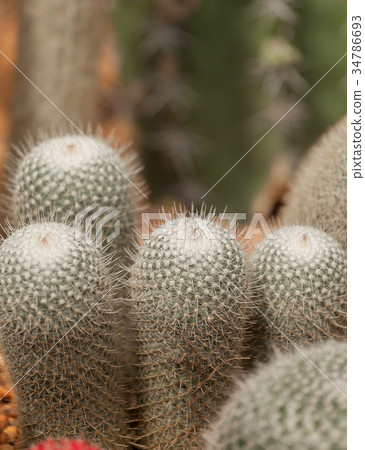 cactus cactus 34786693