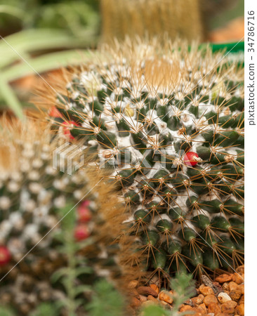 cactus cactus 34786716