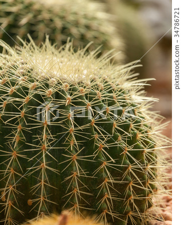 cactus 34786721