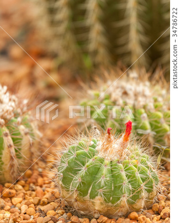 cactus 34786722