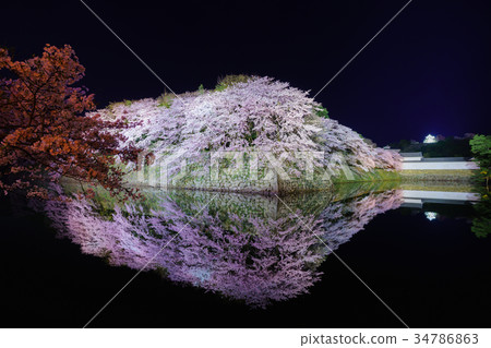 Cherry blossoms at Hikone castle outer moat Cherry blossoms at Hikone castle outer moat 34786863