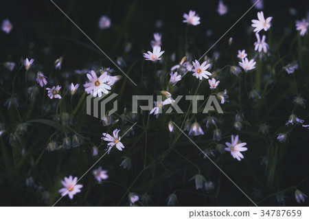 White Forest Flowers White Forest Flowers 34787659