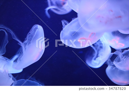 Jellyfish floating in the water tank 34787820