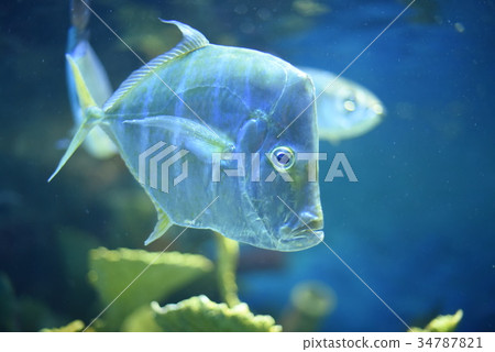 Shiroganagi in the aquarium Shiroganagi in the aquarium 34787821