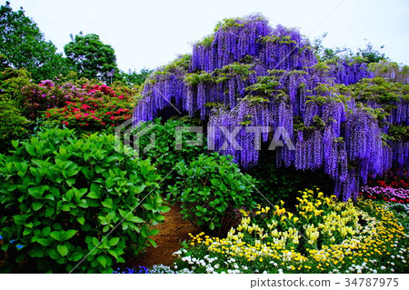 富士花/富士花2017年5月(栃木縣足利市) 富士花/富士花2017年5月(栃木縣足利市) 34787975