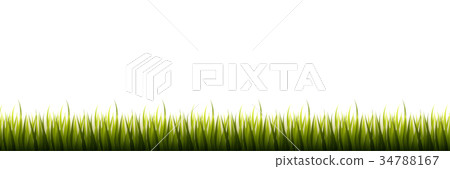 Green grass isolated on white background Green grass isolated on white background 34788167