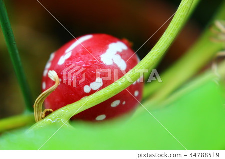 Okinawan melon 34788519