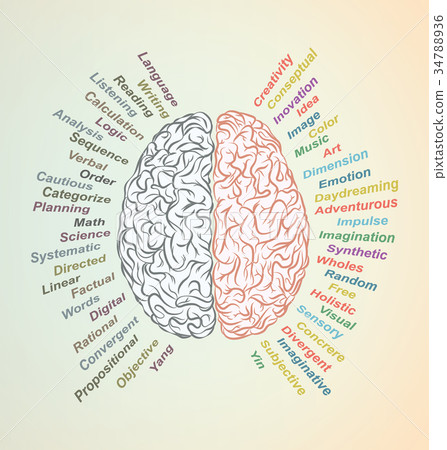 Brain left and right 34788936