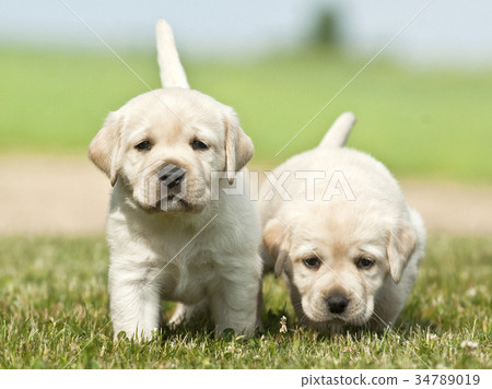 Lovely Labrador Retriever Puppies Couple Stock Photo 34789019 Pixta