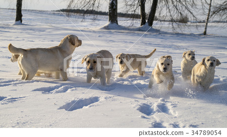 Lovely Labrador Retriever puppies winter games 34789054