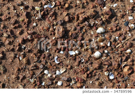 many broken shell on brown soil ground many broken shell on brown soil ground 34789596
