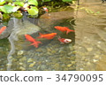 生物群落金魚和水葫蘆 34790095