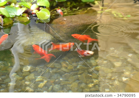 生物群落金魚和水葫蘆 生物群落金魚和水葫蘆 34790095