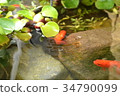 生物群落金魚和水葫蘆 34790099