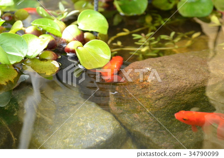 生物群落金魚和水葫蘆 生物群落金魚和水葫蘆 34790099