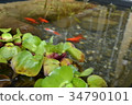 生物群落金魚和水葫蘆 34790101