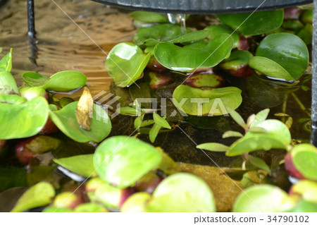生物群落水葫蘆 生物群落水葫蘆 34790102