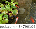 生物群落金魚和水葫蘆 34790104