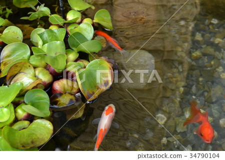 生物群落金魚和水葫蘆 生物群落金魚和水葫蘆 34790104