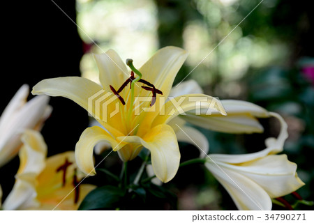 Yellow lily 34790271