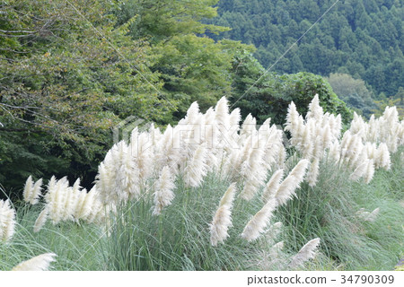 幫寶適玻璃 幫寶適玻璃 34790309