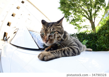 在汽車的石化貓 在汽車的石化貓 34790328