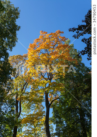 Autumn color maple foliage 34790453
