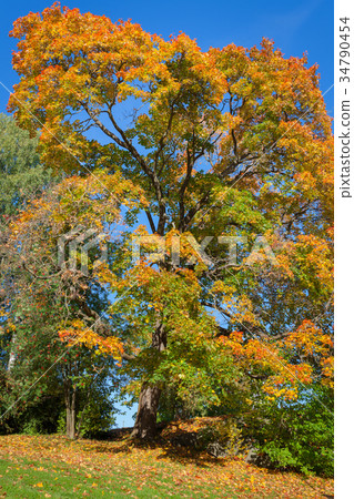Autumn color maple foliage Autumn color maple foliage 34790454