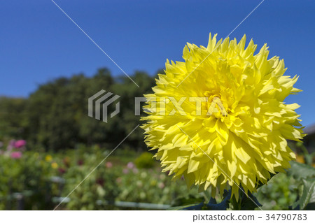 Dahlia Dahlia 34790783