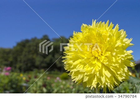 Dahlia Dahlia 34790784