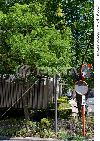 Planting of an apartment Planting of an apartment 34791017