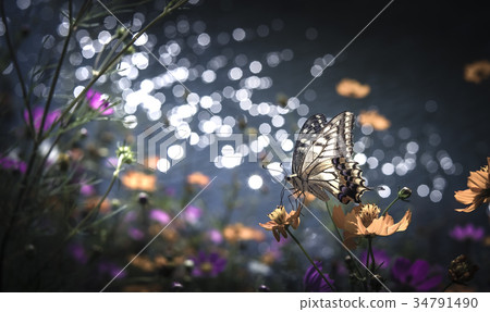 Cosmos Cosmos 34791490