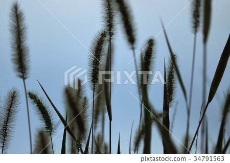 狗尾草 狗尾草 34791563