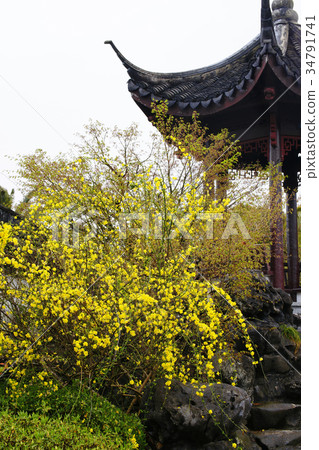 Yunnan Wu Mei 34791741