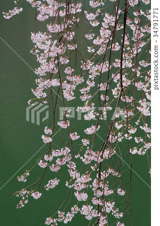 Drooping cherry tree 34791771