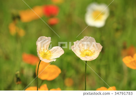 Iceland Poppy 3433 34791783