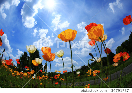 Iceland Poppy 3456 34791787