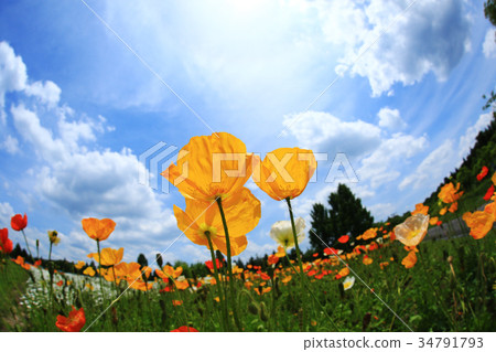 Iceland Poppy 3524 34791793