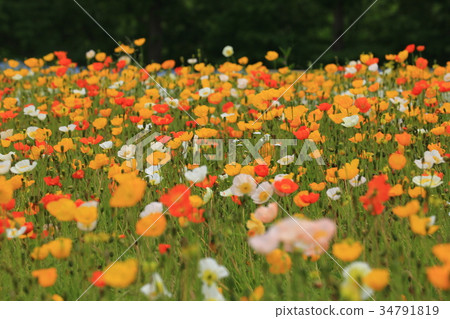 冰島罌粟3762 34791819