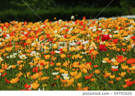 冰島罌粟3765 34791820