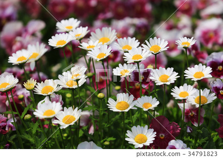 Chrysan semamm 78 34791823