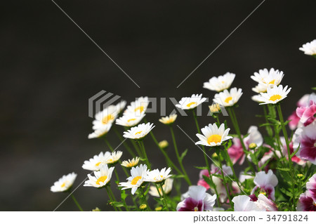 Chrysanthemum 82 34791824